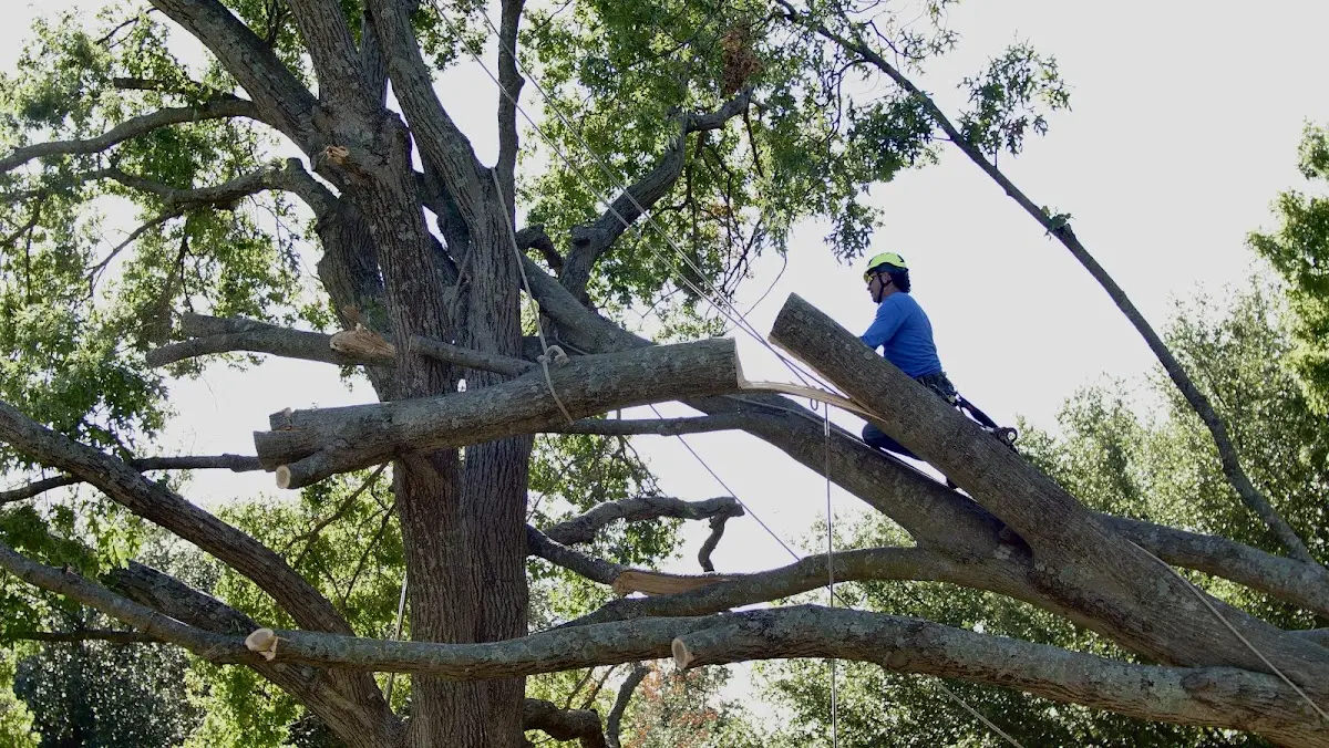Professional Crown Thinning performed by certified arborists in Orland
