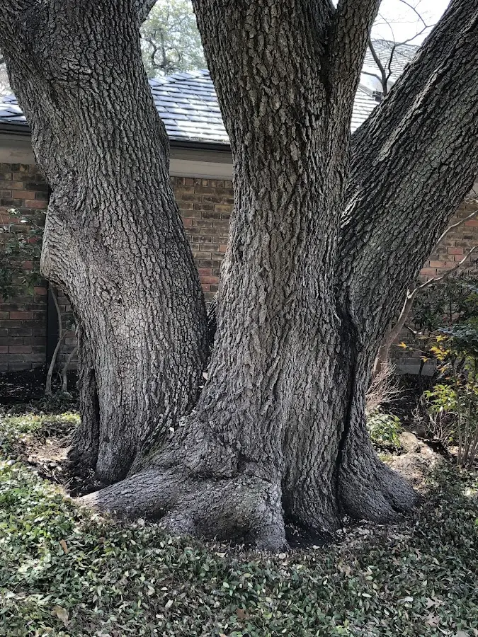 Mature heritage tree close to a Orland property cared for by certified arborists